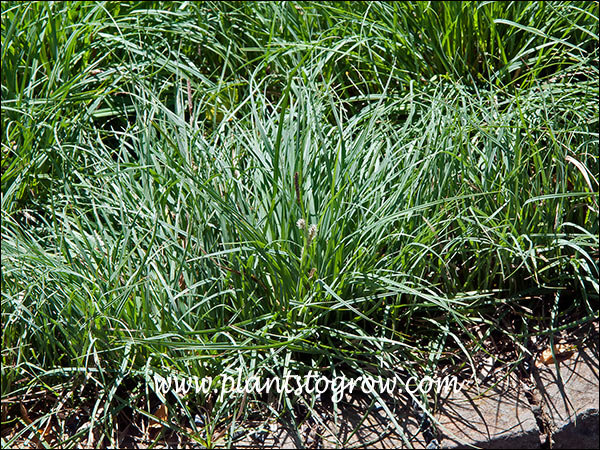 Blue Sedge (Carex flacca) 
is a small slow creeping fine textured Carex with blue-gray foliage These plants have a blue sheen to the foliage.